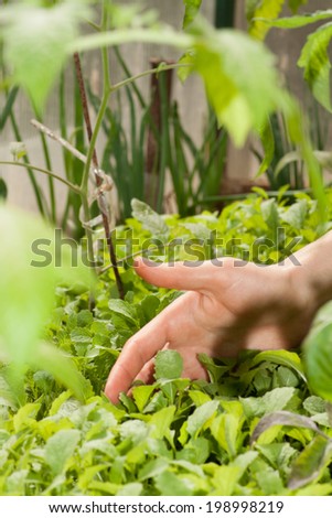 human hand and green plant