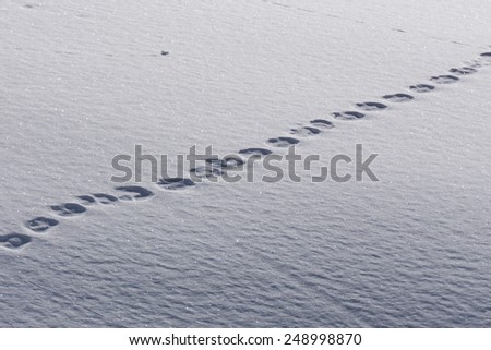 Human footprints in deep snow