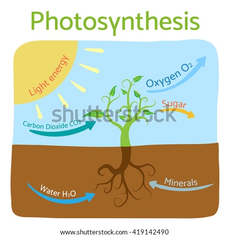 Photosynthesis Diagram. Schematic Vector Illustration Of The 