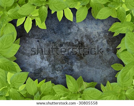 Green plant frame and grunge surface