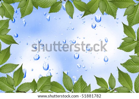 water drops and green plant frame
