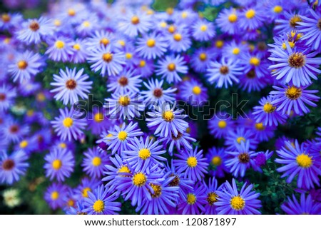 valentine blue flowers