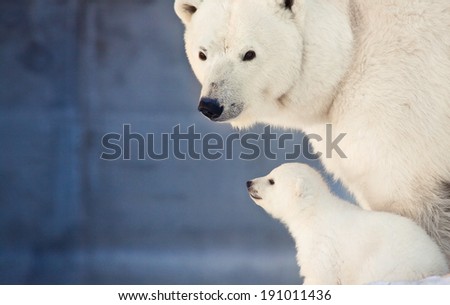 small white bear cub near mother