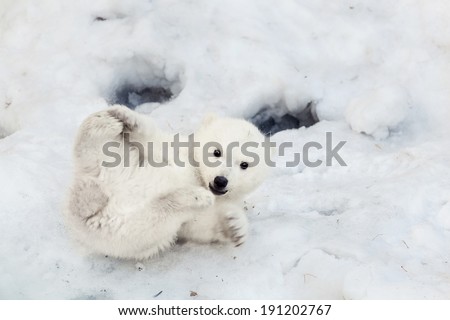 Portrait of a plaing polar bear baby on the snow