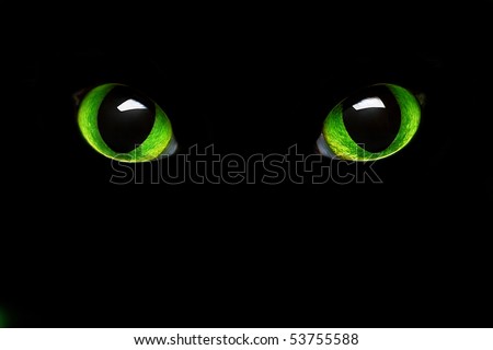feline green eye in the dark