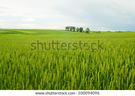 Rural landscape of Poland. Photograph of lush fields in Europe with dramatic sky in the background. Field of wheat full of beautiful fresh green colors.
