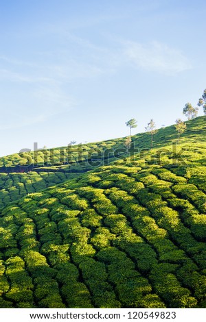 Meandering paths through the tea gardens of Munnar, India. Early