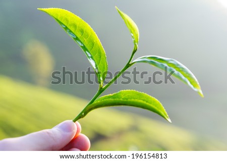 Hand holding green tea leaf against green tea plantations
