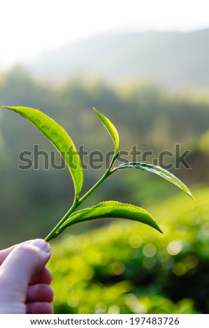 Hand holding green tea leaf against green tea plantation