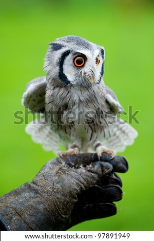 A photograph of a small owl photographed on a clean green background.