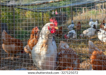 flock of chickens and roosters grazing on the farm