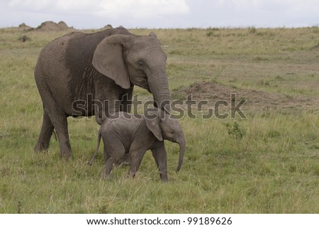Elephant mother with young kid