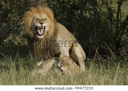 roar of lion