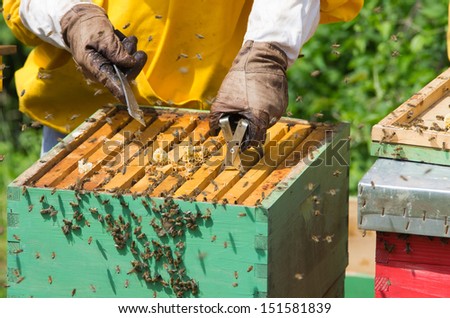 Apiarists working with beehives in safety clothes
