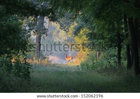 Deer Stands On Sun Rays In Forest