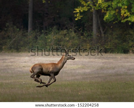 Deer running away on meadow