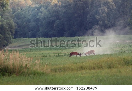 Deer fight on a meadow