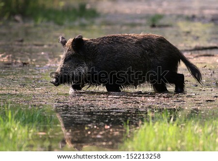 Wild boar walks in shallow water