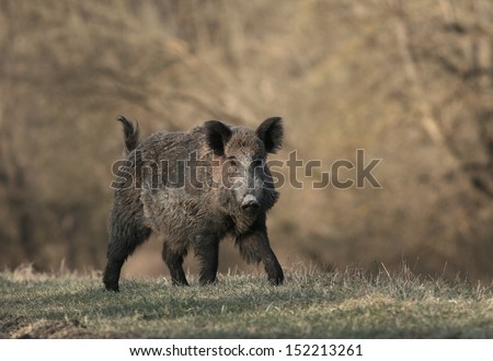 Wild boar walks alone in forest