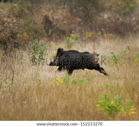 Wild boar running on meadow