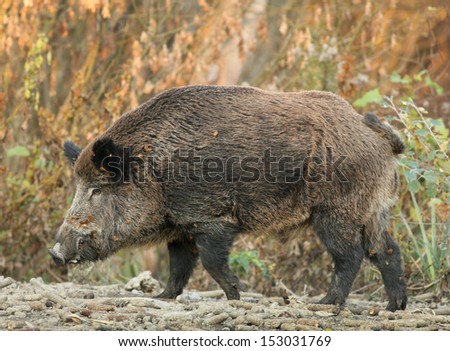 Wild boar walks on forest