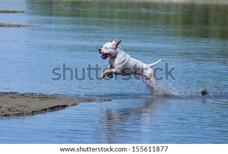 Dog trains in shallow water