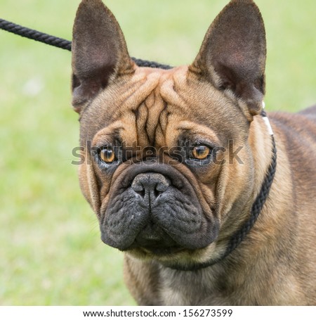 Portrait of dog on leash