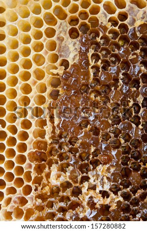 Extracting honey from the comb