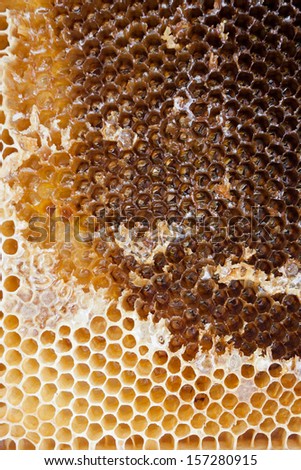 Extracting honey from the comb