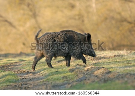 Wild boar walks on meadow