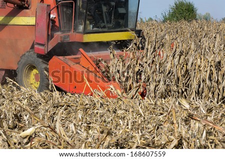 Combine harvester harvesting corn in field