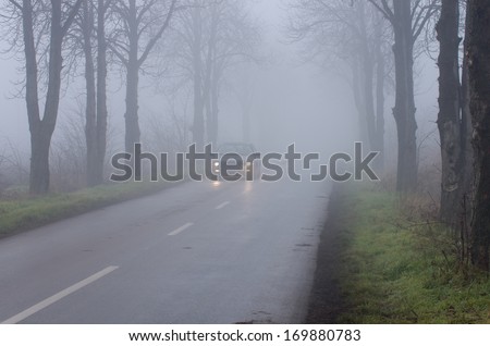 Car drives on rural road with tree alley on thick fog