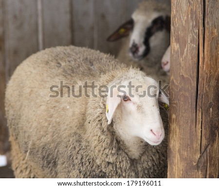 Shy sheep looking behind wooden column in stable