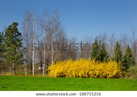 Spring landscape of yellow blossom bush and light forest