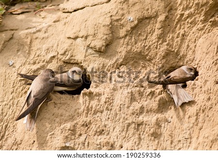Sand-martins standing on nest entry on sand hill