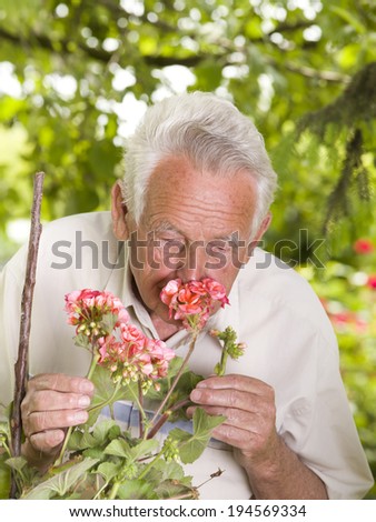 Old man smelling red geranium in his backyard