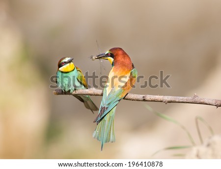 Male bird bee-eater courting by hunting insects for his female bird