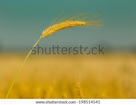 Close up of golden barley ear in summertime