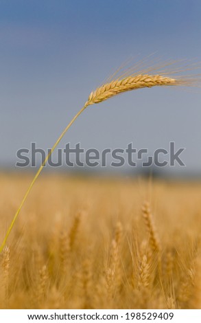 Close up of golden barley ear in springtime
