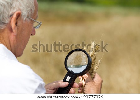Old agronomist in white coat looking through magnifier in wheat ears in field