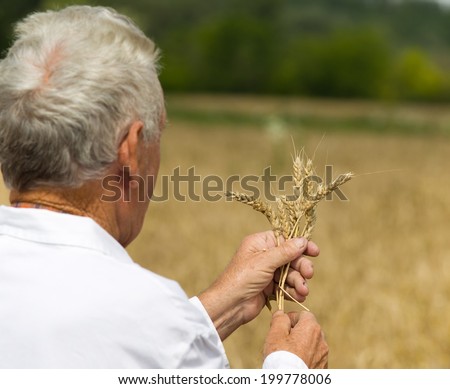 Old agronomist in white coat looking in wheat ears in field