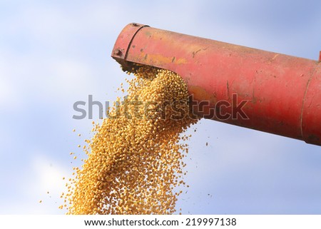 Close up of combine harvester pouring soybean