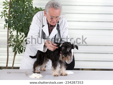 Senior experienced veterinarian examining miniature schnauzer\'s ear