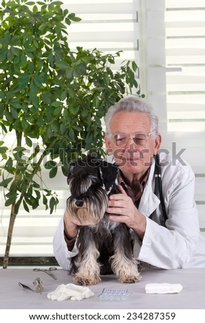 Close up of veterinarian examination with stethoscope on miniature schnauzer lying on side