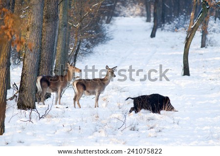 Wild animals standing on snow in forest ( red deer and wild boar)