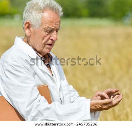 Experienced agronomist in white coat examining wheat grains in field