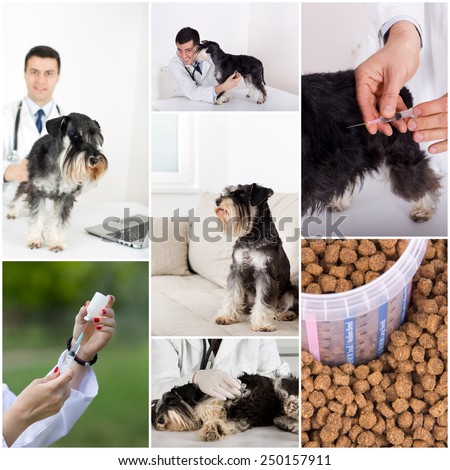 Collage of veterinarian and dog images in veterinarian ambulance
