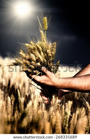 Close up of male hand holding bunch of wheat
