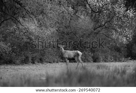 Red deer with growing antlers standing on grassland in forest, black and white image
