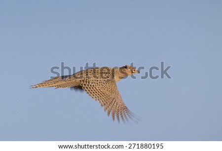 Close up of pheasant hen flying on blue sky